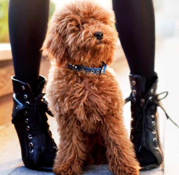 Luxury Apartment Amenities VIA Seaport Residences Boston, MA